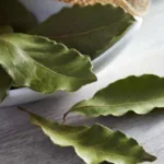El poder del laurel: cómo usar esta planta para atraer la buena suerte, el amor y la salud