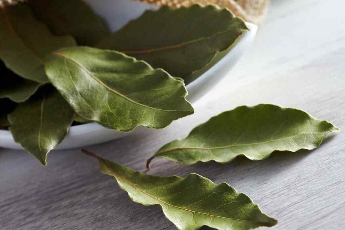El poder del laurel: cómo usar esta planta para atraer la buena suerte, el amor y la salud