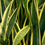 Todo lo que debes saber sobre la lengua de suegra, la planta más resistente y beneficiosa para tu hogar