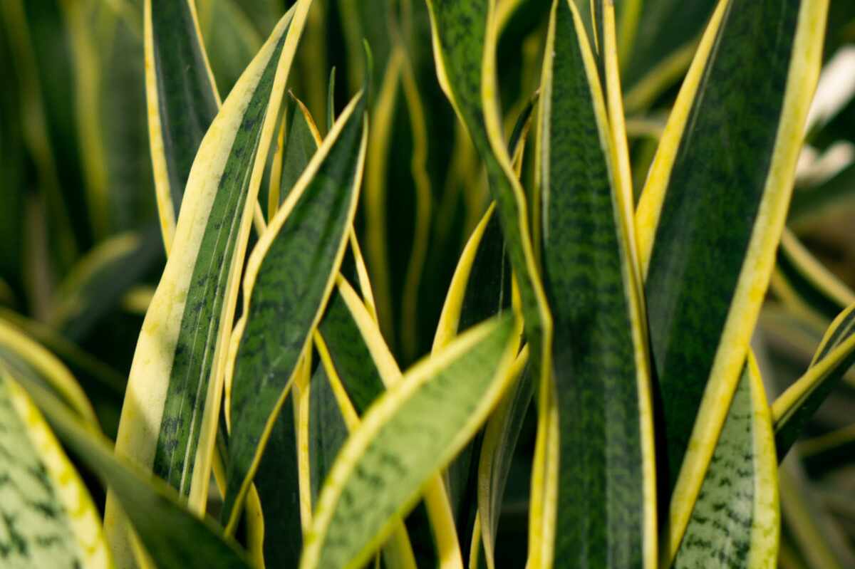 Todo lo que debes saber sobre la lengua de suegra, la planta más resistente y beneficiosa para tu hogar