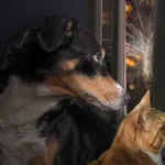 Qué hacer y qué no hacer con tu mascota cuando hay fuegos pirotécnicos