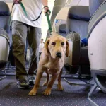 ¡Viajar con Mascotas en Avión es Posible! Sigue Estos Consejos Clave