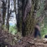 Feminicidio en Bogotá: una mujer es estrangulada y amarrada a un árbol en vía al cerro de Guadalupe