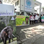 Activistas piden la intervención de la ONU en Sri Lanka para proteger a los elefantes