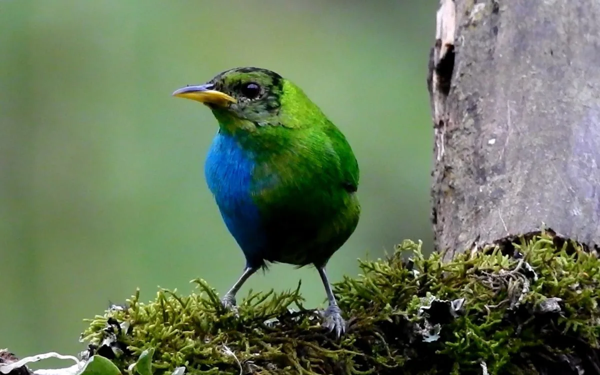 Avistan en Colombia un raro ejemplar de un pájaro mitad macho y mitad hembra