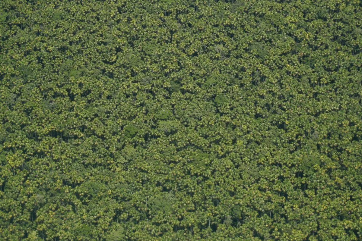El 2,2 % de las especies más comunes de árboles cubre el 50 % de los bosques