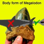 El Megalodón no fue ni tan grande ni tan monstruoso como lo pintan en las películas