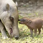 El Zoológico de Miami celebra el histórico nacimiento de una babirusa