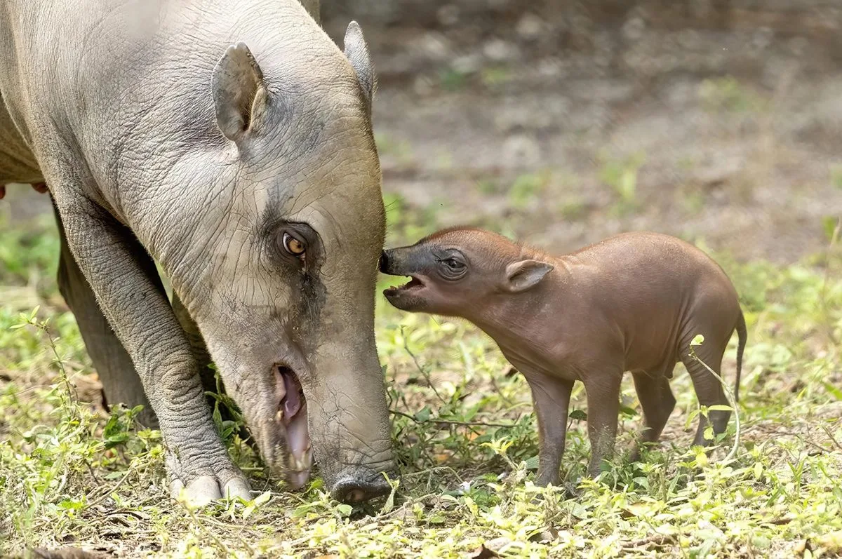 El Zoológico de Miami celebra el histórico nacimiento de una babirusa