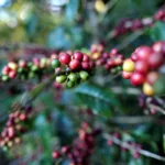 Expertos refutan la afirmación de Petro de que Colombia es el quinto productor de café