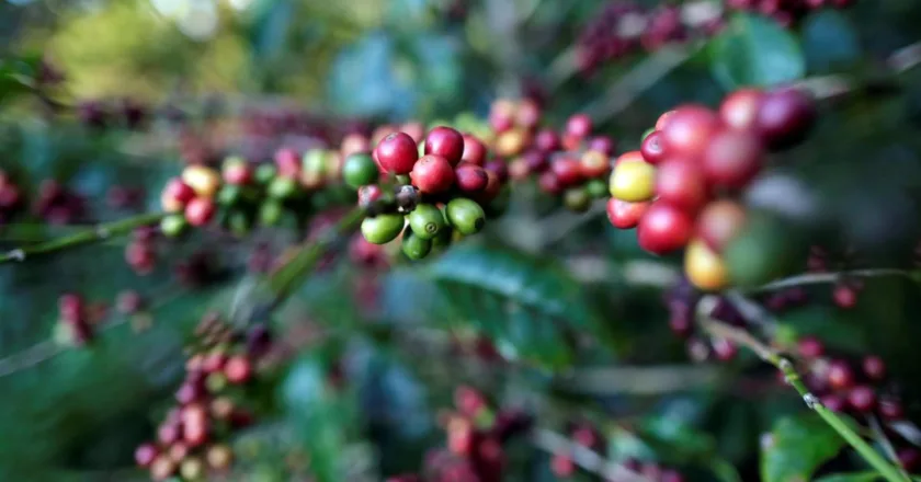 Expertos refutan la afirmación de Petro de que Colombia es el quinto productor de café