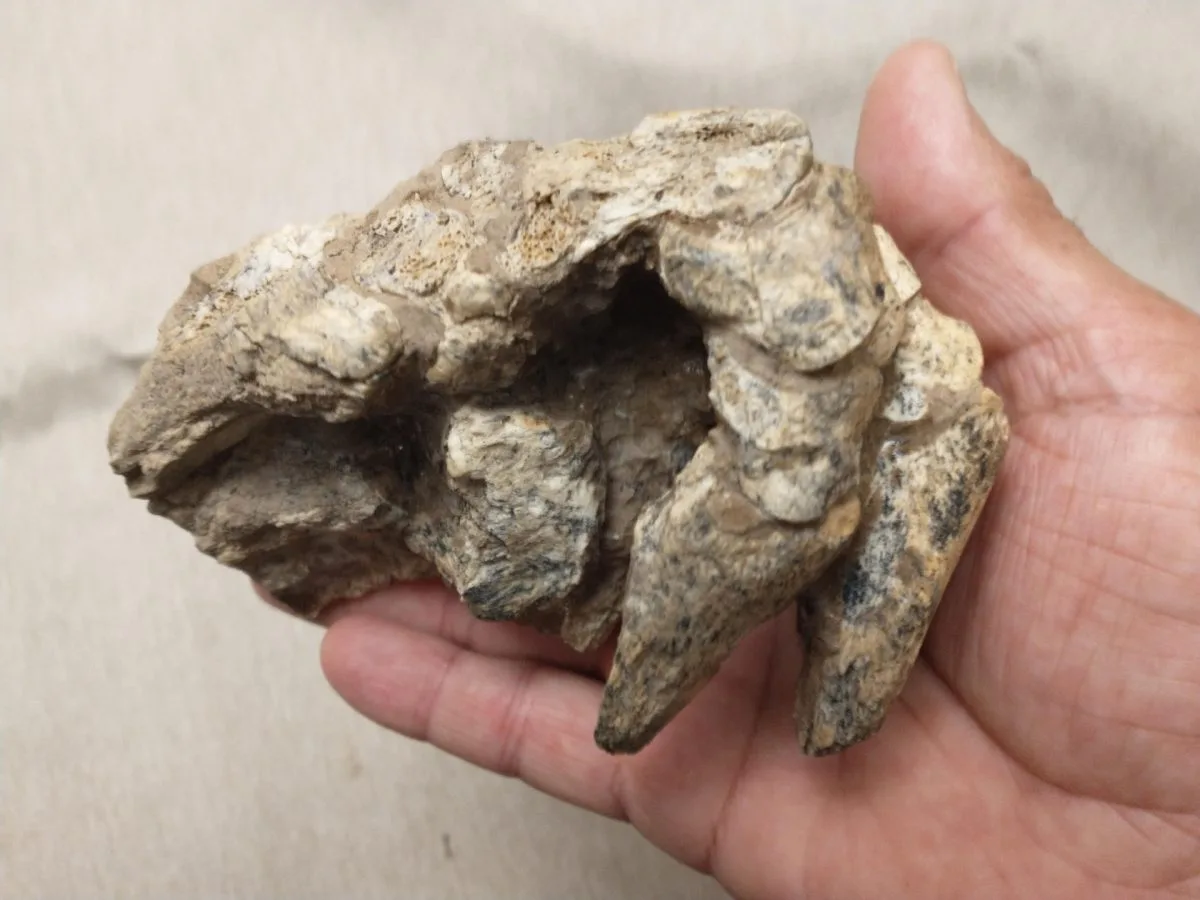 Hallan en Argentina partes completas de un armadillo que vivió hace 500.000 millones de años