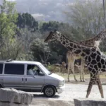 La jirafa Benito se integra a su nueva familia tras vivir maltratada en el norte de México