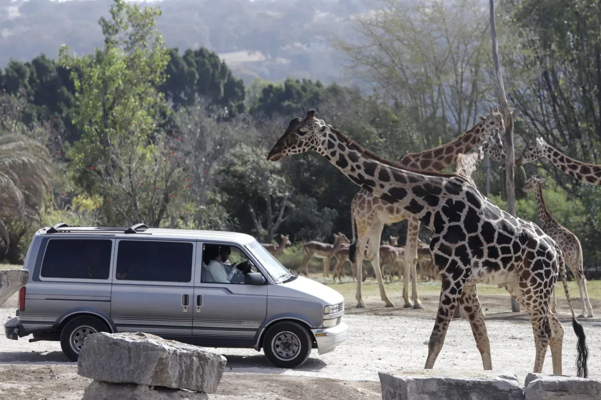 La jirafa Benito se integra a su nueva familia tras vivir maltratada en el norte de México