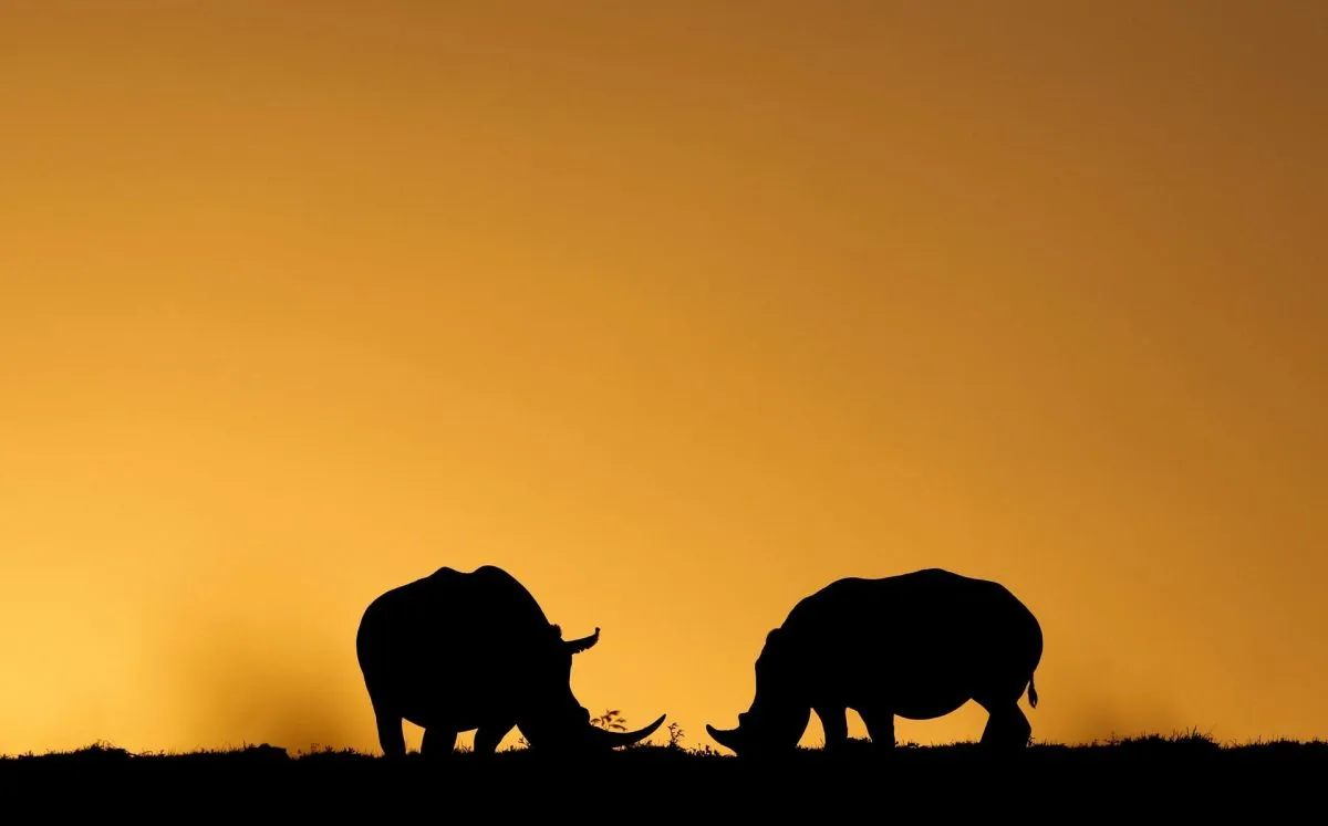 La justicia sudafricana investiga a un estadounidense por presunto tráfico de rinocerontes