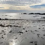 Las corrientes hacia el norte salvan la pesca en Portugal del desastre de los pellets