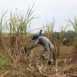 Liberaron a 3.190 trabajadores esclavos en Brasil durante 2023