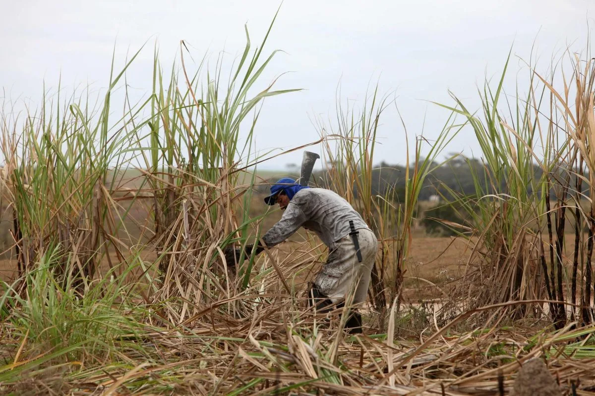 Liberaron a 3.190 trabajadores esclavos en Brasil durante 2023