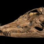 Un cráneo de pliosaurio, gran depredador del mar, se exhibe por primera vez en el Reino Unido