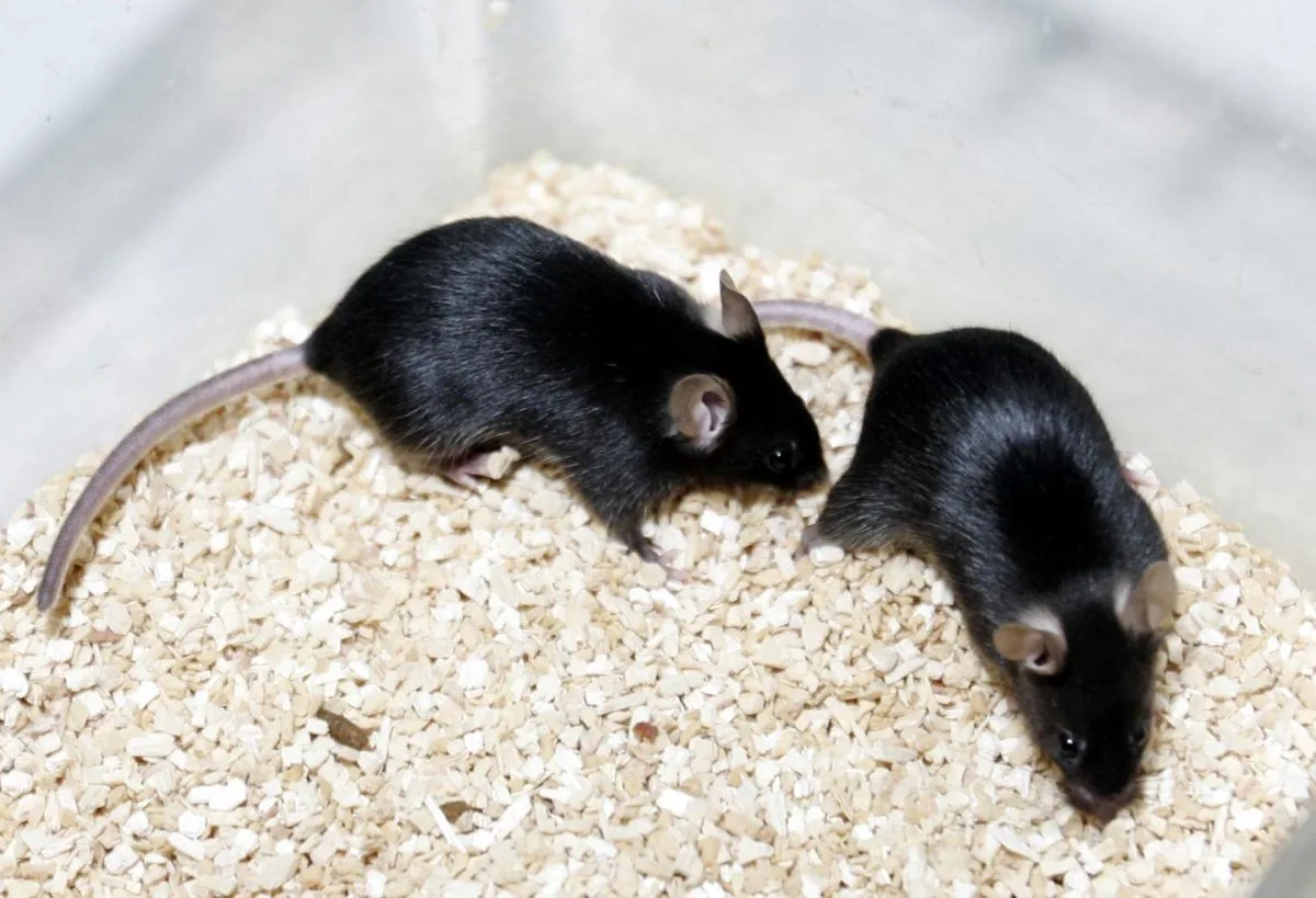 Un nuevo antibiótico es prometedor, en ratones, contra una bacteria multirresistente