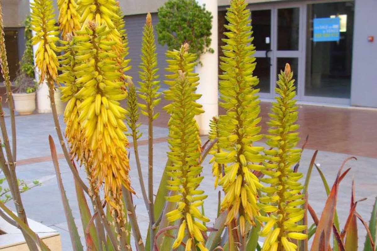 Descubre el significado místico de la flor de la sábila o aloe vera y cómo atraer la buena suerte con ella