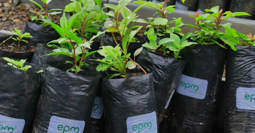 Conoce los 4 viveros de EPM donde puedes solicitar árboles para sembrar sin costo