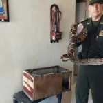 Policía recupera a una serpiente Boa Constrictor que se encontraba en cautiverio en una vivienda de Medellín