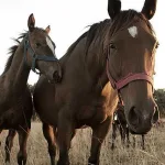 Encefalitis equina en Uruguay: Una persona infectada y cientos de caballos muertos