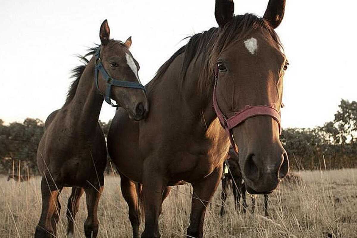 Encefalitis equina en Uruguay: Una persona infectada y cientos de caballos muertos