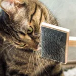 Los mejores consejos para prevenir y tratar la caída de pelo en perros y gatos