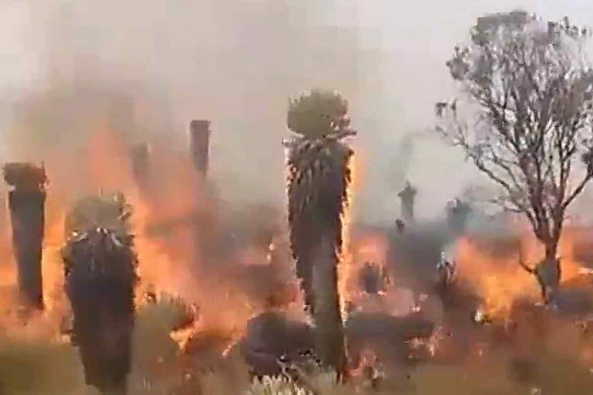Incendio en el páramo de Siscunsí: el llamado de auxilio de los frailejones