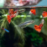 Cómo cuidar de tus peces en un acuario: los mejores consejos de los expertos