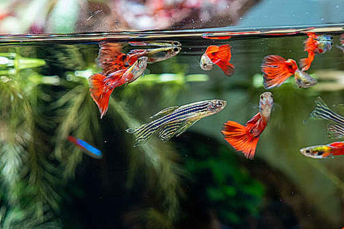 Cómo cuidar de tus peces en un acuario: los mejores consejos de los expertos
