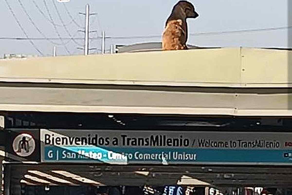 Rescatan a un perro que estaba atrapado en el techo de una estación de Transmilenio en Bogotá