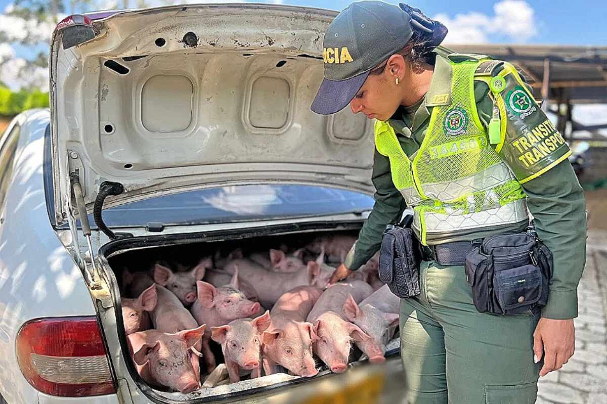 Rescatan a 20 cerdos robados en Anorí, Antioquia, que iban en el baúl de un carro