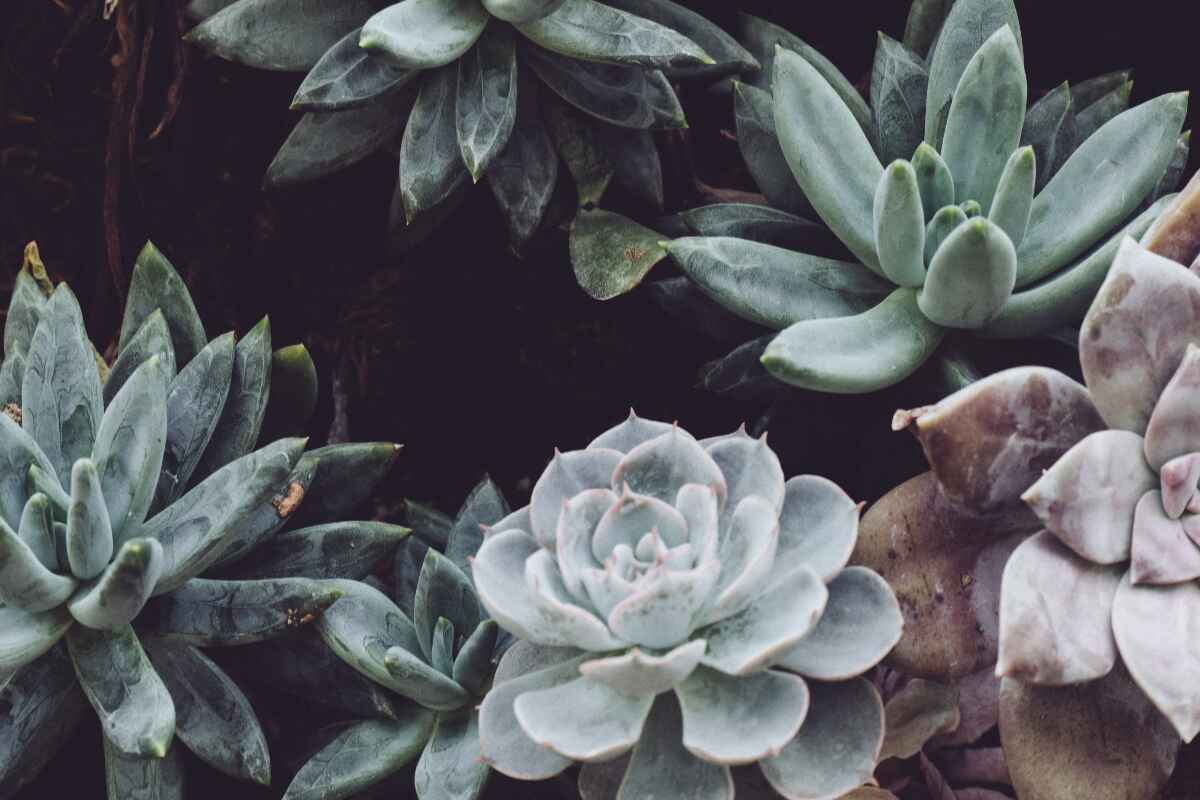 Cinco razones para decorar con plantas suculentas y cómo cuidarlas