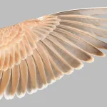 Describen los rasgos comunes de las aves que vuelan