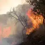 Detectan las mayores emisiones por incendios desde 2003 en Brasil, Venezuela y Bolivia