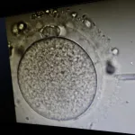 El Legislativo de Alabama protege la fecundación 'in vitro' tras polémico fallo judicial