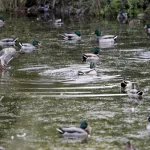 Más de la quinta parte de las especies migratorias corren peligro de extinción, según ONU