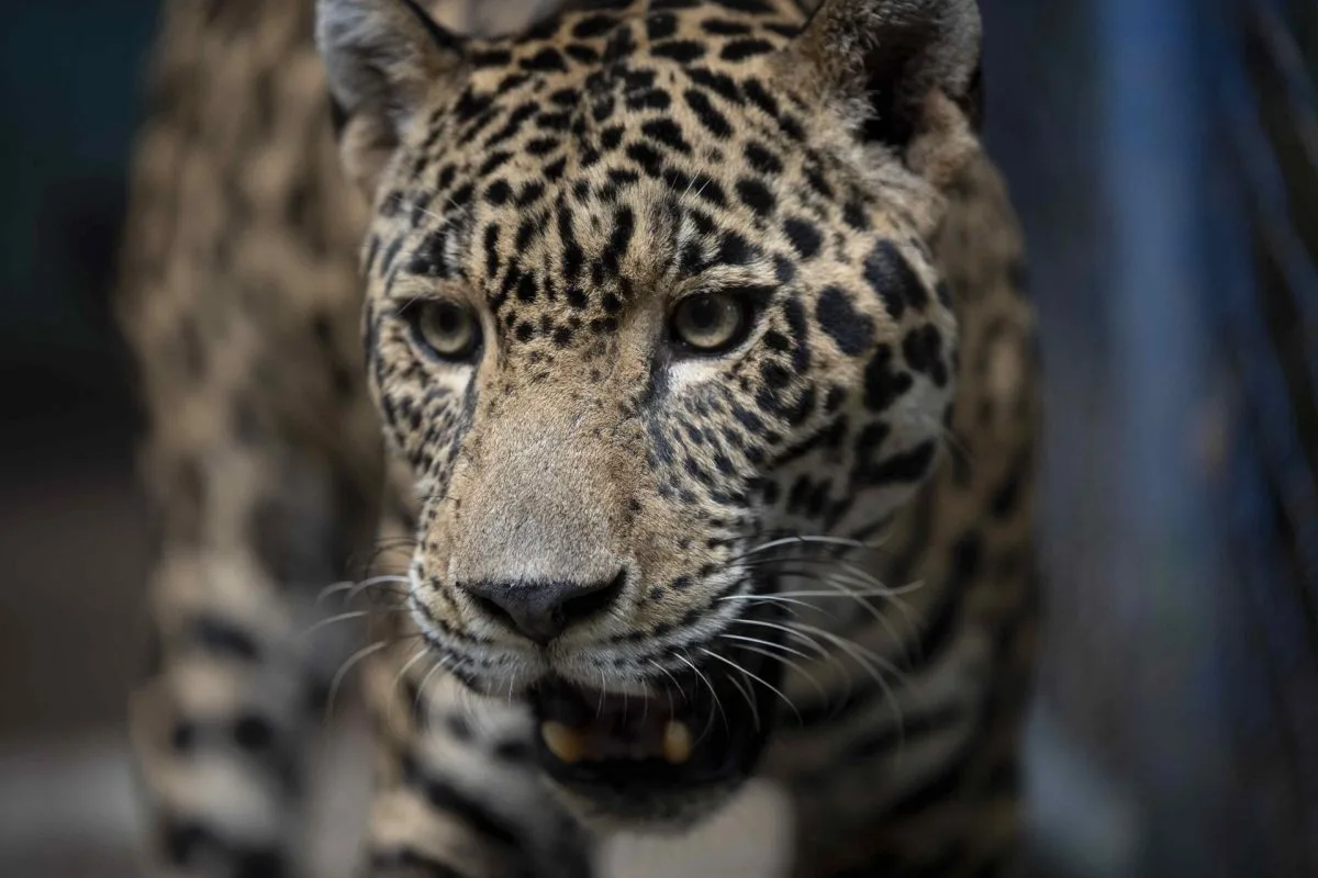 México llevará a cabo entre marzo y junio el tercer conteo estimativo sobre el jaguar
