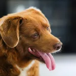 Retiran récord del perro más viejo del mundo al luso Bobi por falta de pruebas de su edad