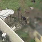 Ataque mortal de perros en Compton: muere hombre que alimentaba a una jauría en el patio de una casa