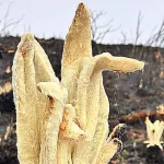 Los frailejones renacen de las cenizas en el páramo de Berlín