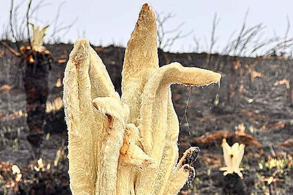 Los frailejones renacen de las cenizas en el páramo de Berlín