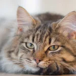 No le hagas esto a tu gato: los errores más graves que cometen los dueños y cómo prevenirlos