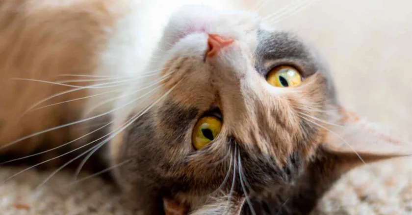 Elimina el olor a orina de gato de forma fácil y efectiva con estos consejos