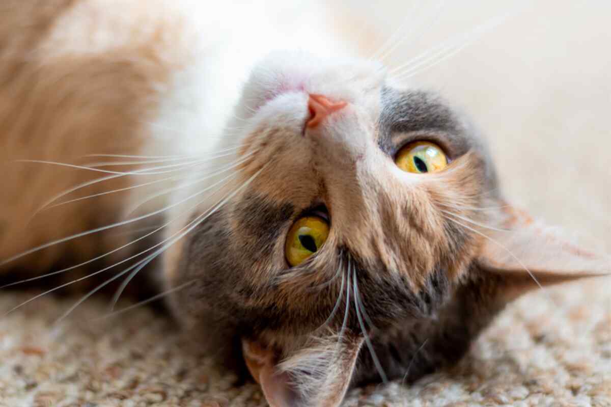 ¿Tu gato hace pis fuera de la caja? Descubre cómo evitarlo y cómo limpiar el olor a orina