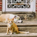 No le des estos alimentos a tu mascota: podrías estar poniendo en riesgo su vida