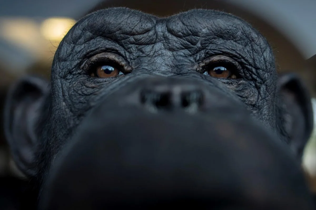 ¿Aprendizaje social en animales? Dos estudios con chimpancés y abejorros demuestran que sí